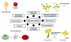 Epigenetic Regulation in Horticultural Crops