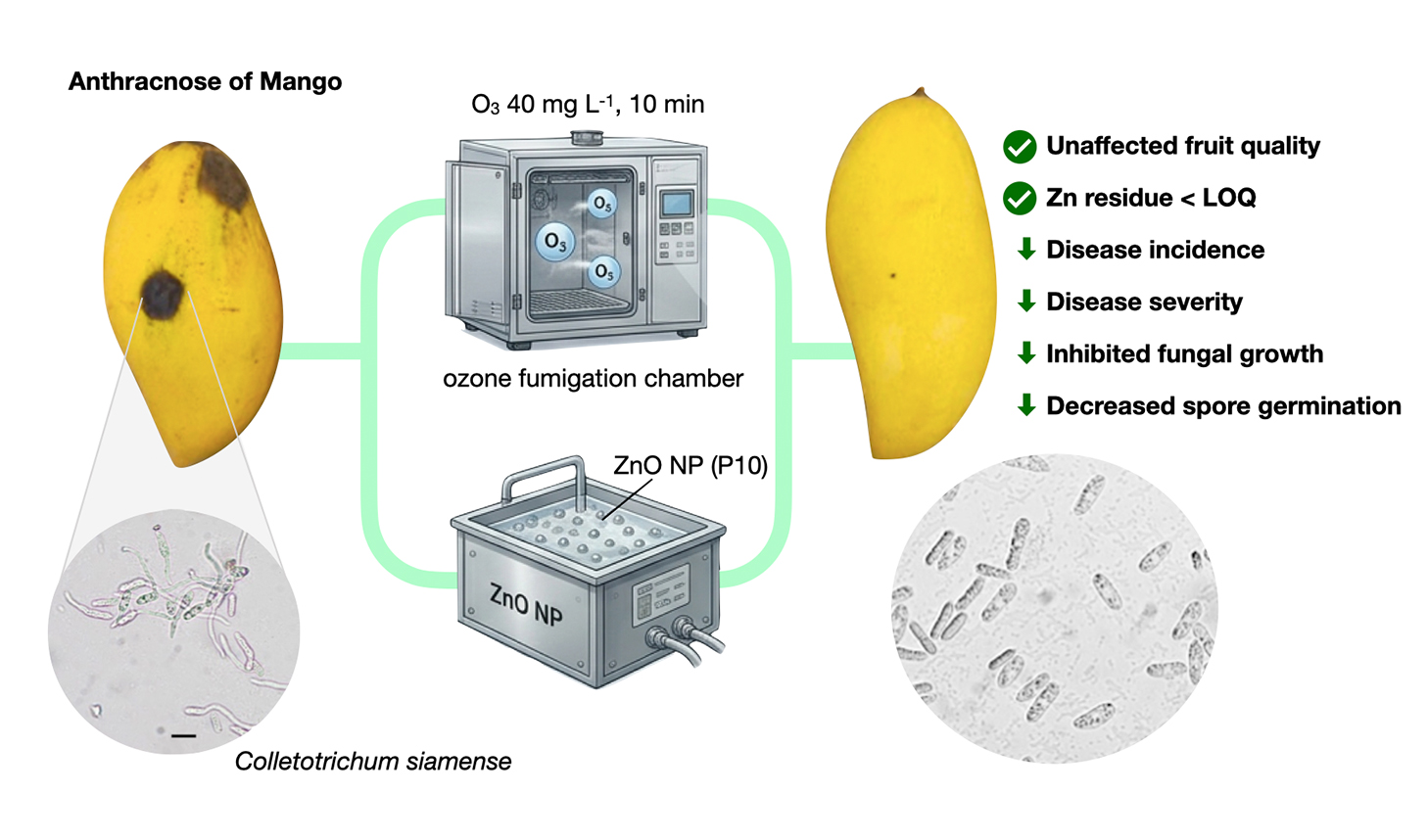 Integrated Postharvest Management of Anthracnose in ‘Nam Dok Mai Sithong’ Mangoes with Zinc Oxide Nanoparticles and Ozone