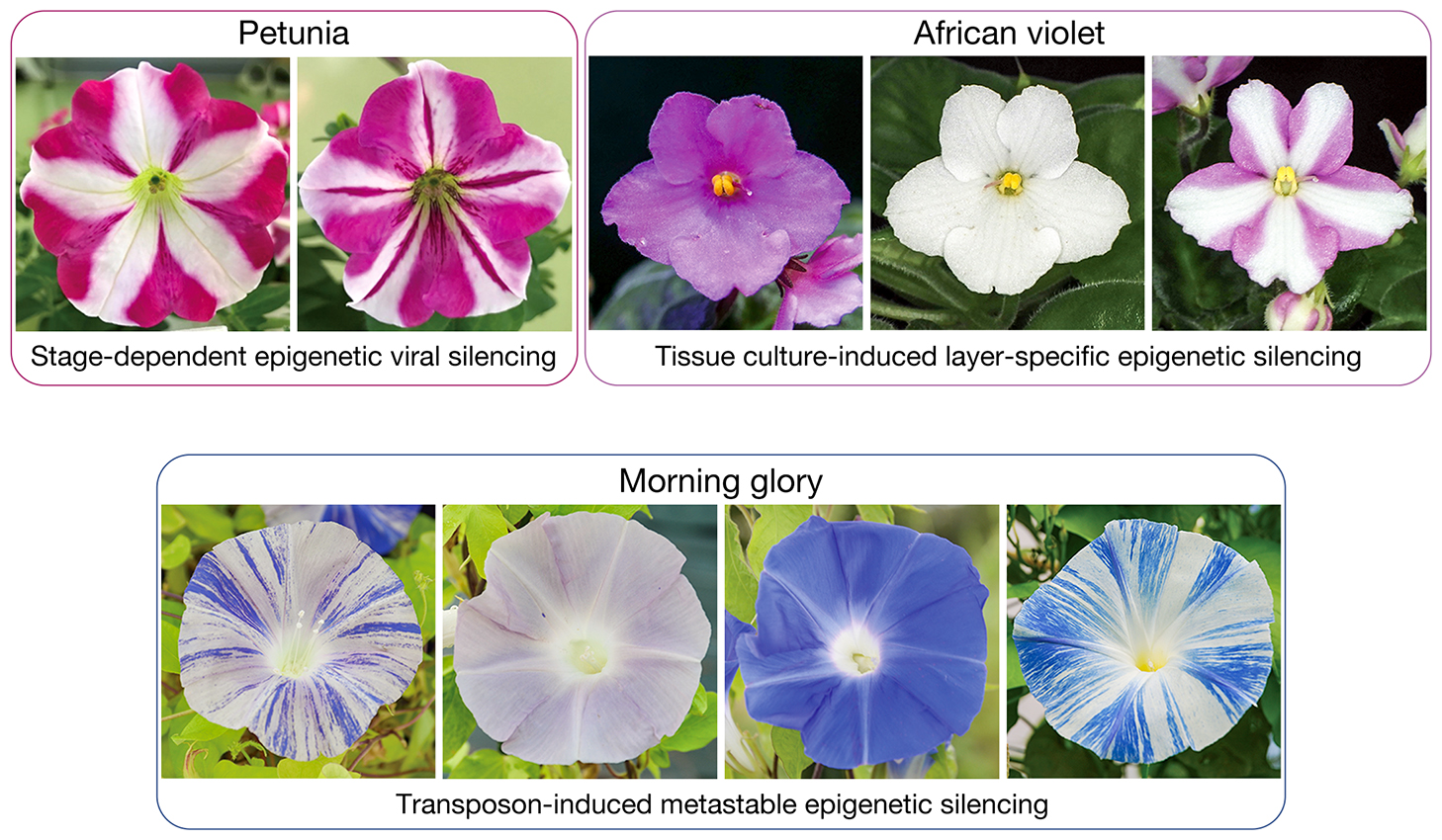 Epigenetic Regulation in Horticultural Crops